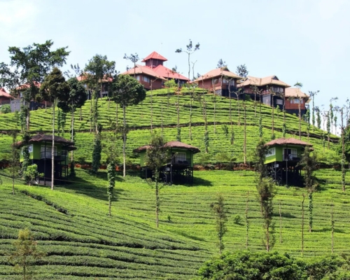 Wild planet jungle resort